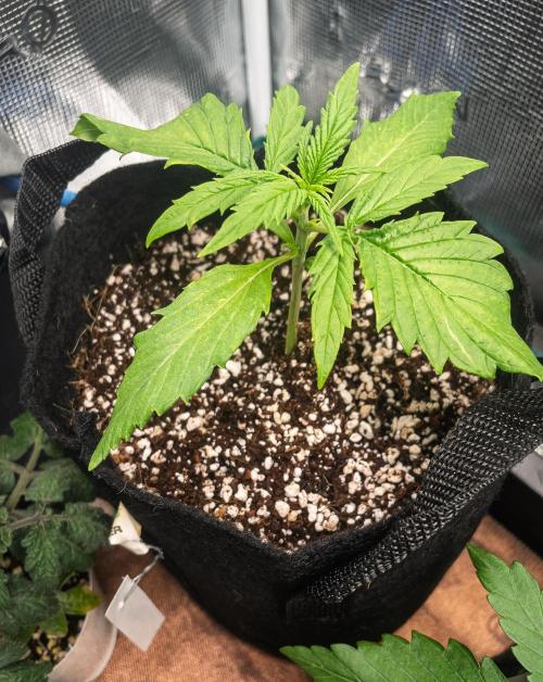 Radical Juice Auto | 4L Coco Tray2Grow. Week 2 - D14