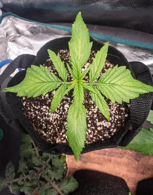 Radical Juice Auto | 4L Coco Tray2Grow. Week 2 - D14