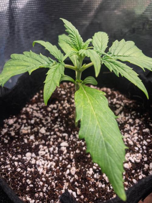 Radical Juice Auto | 4L Coco Tray2Grow. Week 2 - D14