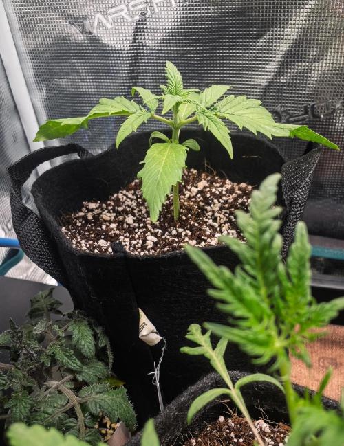 Radical Juice Auto | 4L Coco Tray2Grow. Week 2 - D14