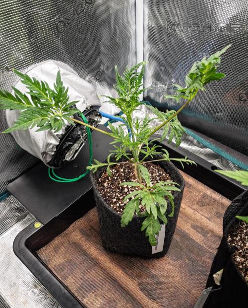 Frosty's Auto Freak | 2L Coco Tray2Grow. Week 4 - D26