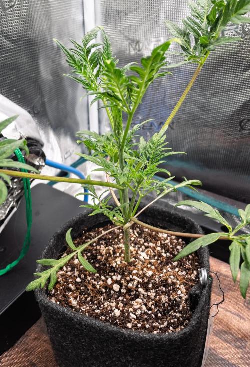 Frosty's Auto Freak | 2L Coco Tray2Grow. Week 4 - D26