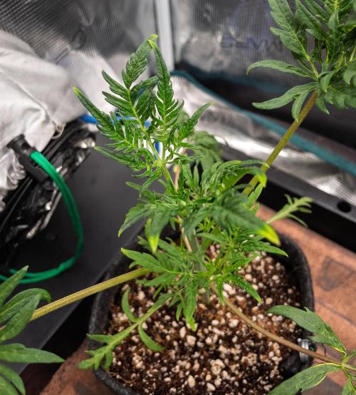 Frosty's Auto Freak | 2L Coco Tray2Grow. Week 4 - D26