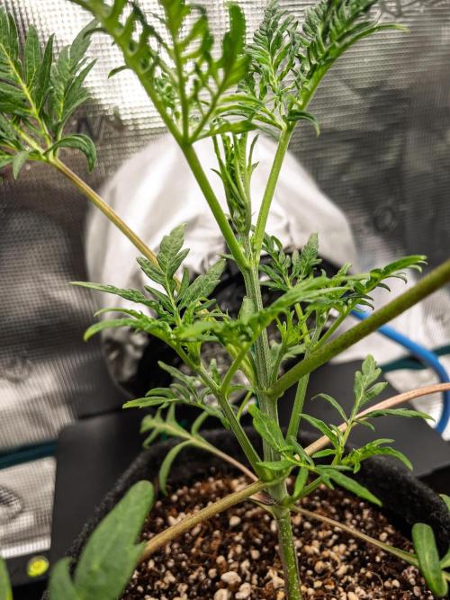 Frosty's Auto Freak | 2L Coco Tray2Grow. Week 4 - D26