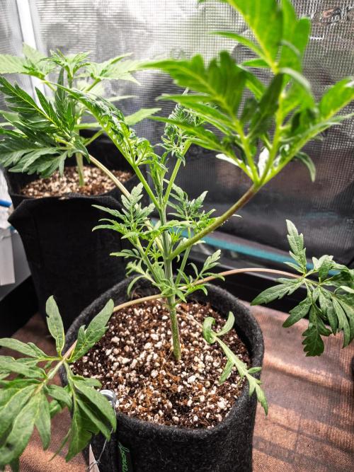Frosty's Auto Freak | 2L Coco Tray2Grow. Week 4 - D26