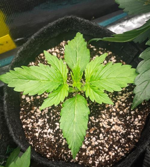 Zombie Kush Auto | 3L Coco Tray2Grow. Week 2 - D11