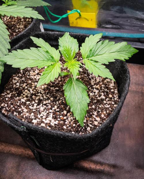 Zombie Kush Auto | 3L Coco Tray2Grow. Week 2 - D12