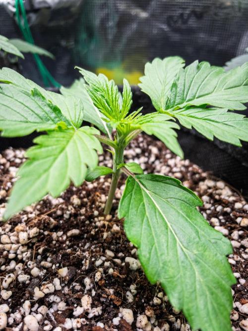 Zombie Kush Auto | 3L Coco Tray2Grow. Week 2 - D12