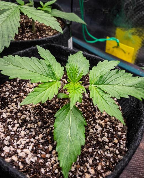 Zombie Kush Auto | 3L Coco Tray2Grow. Week 2 - D12