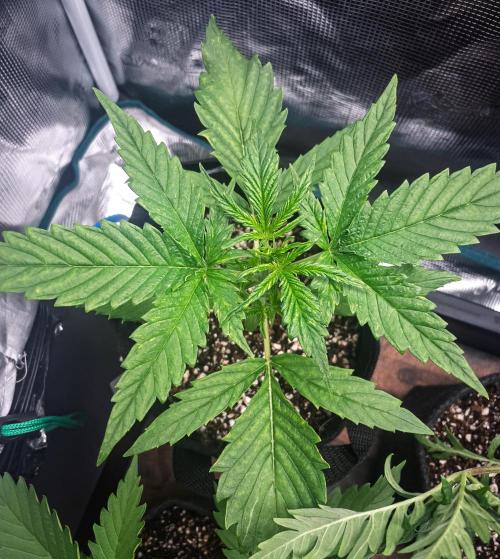 Radical Juice Auto | 4L Coco Tray2Grow. Week 3 - D18