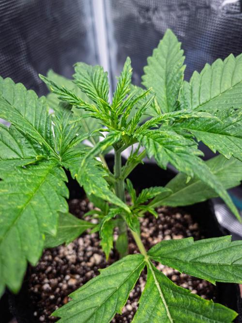 Radical Juice Auto | 4L Coco Tray2Grow. Week 3 - D18