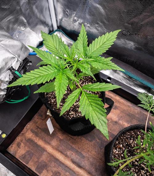 Radical Juice Auto | 4L Coco Tray2Grow. Week 3 - D18