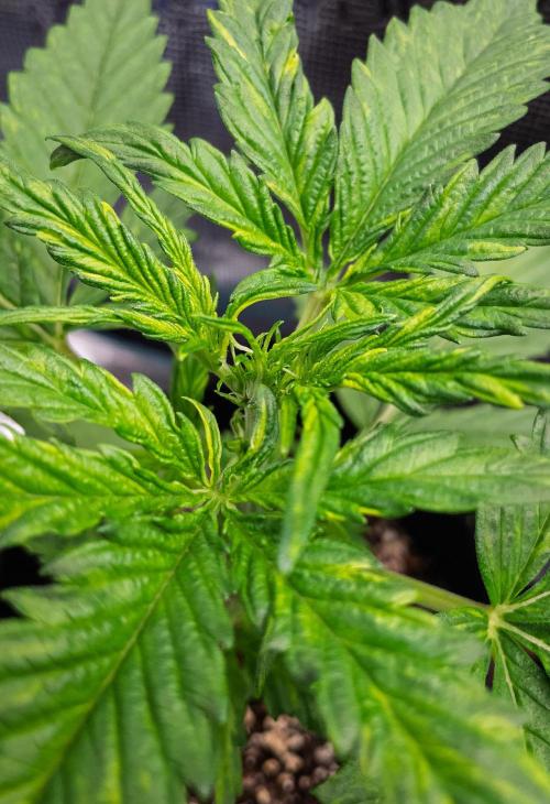 Radical Juice Auto | 4L Coco Tray2Grow. Week 3 - D21
