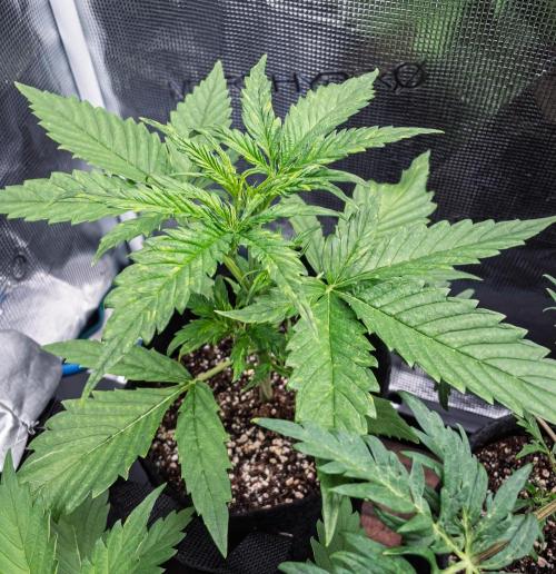 Radical Juice Auto | 4L Coco Tray2Grow. Week 3 - D21