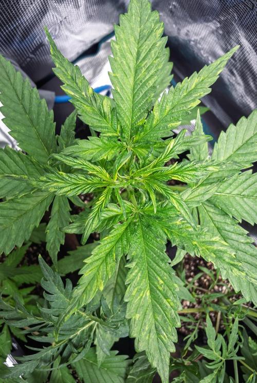 Radical Juice Auto | 4L Coco Tray2Grow. Week 3 - D21