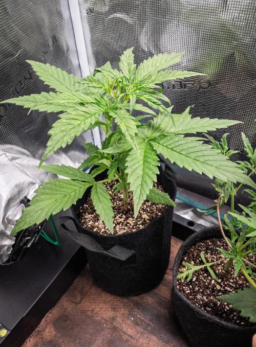 Radical Juice Auto | 4L Coco Tray2Grow. Week 3 - D21