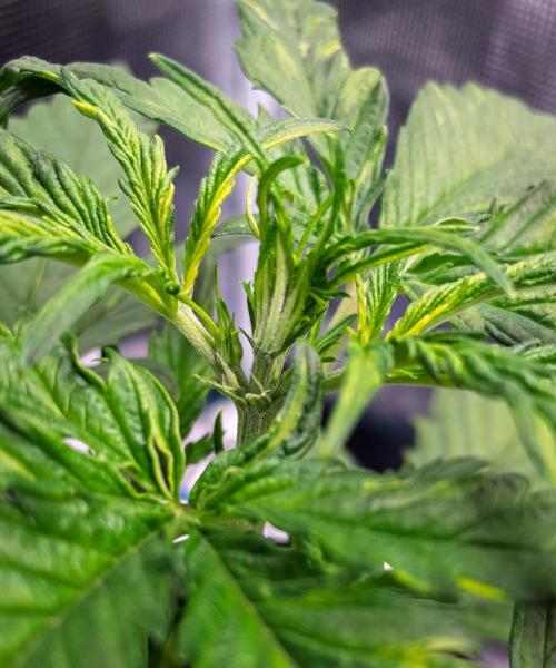 Grow Tent 120x60x180cm (4'x2'x6'). Week 3
