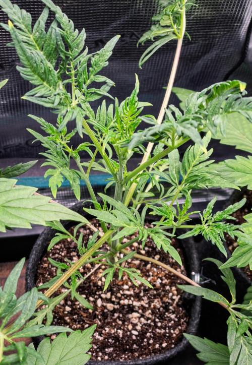 Frosty's Auto Freak | 2L Coco Tray2Grow. Week 5 - D28