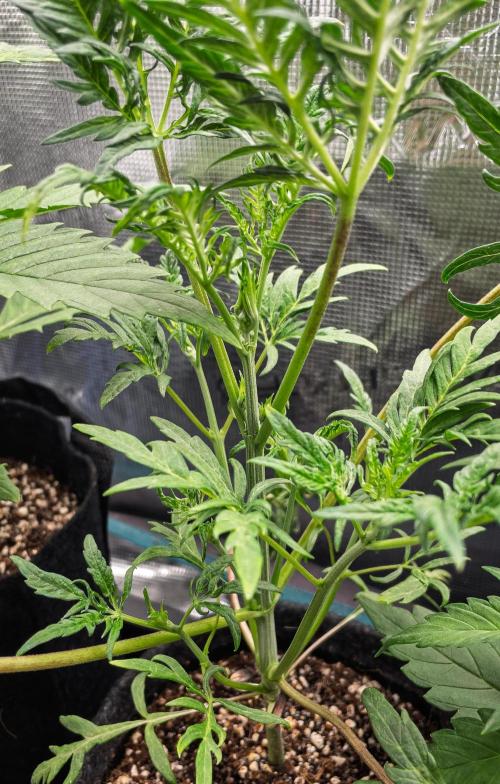 Frosty's Auto Freak | 2L Coco Tray2Grow. Week 5 - D29