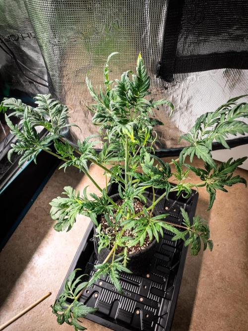 Frosty's Auto Freak | 2L Coco Tray2Grow. Week 5 - D33