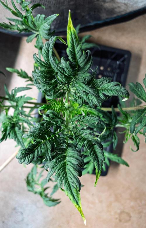 Frosty's Auto Freak | 2L Coco Tray2Grow. Week 5 - D33
