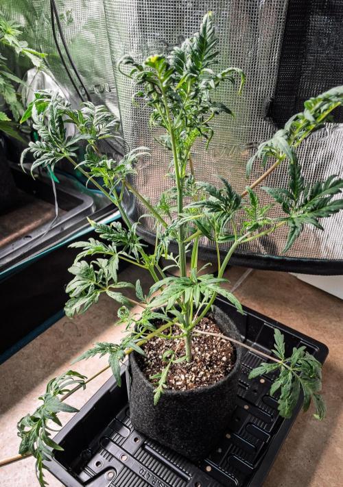 Frosty's Auto Freak | 2L Coco Tray2Grow. Week 5 - D33