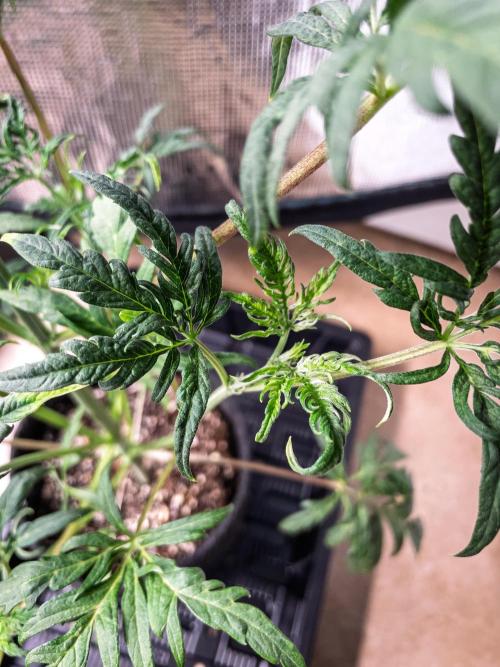 Frosty's Auto Freak | 2L Coco Tray2Grow. Week 5 - D33
