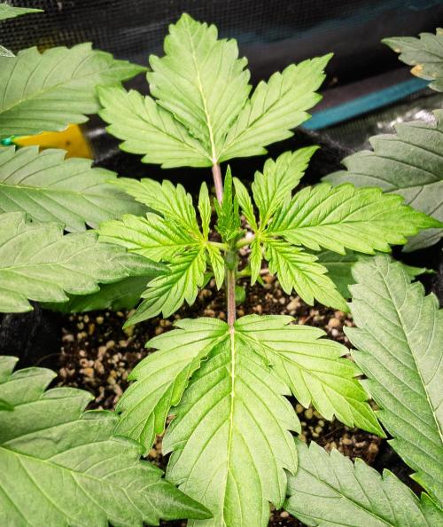 Zombie Kush Auto | 3L Coco Tray2Grow. Week 3 - D14