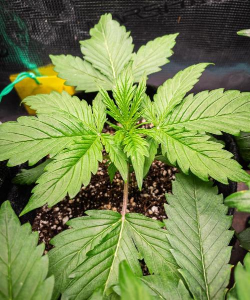 Zombie Kush Auto | 3L Coco Tray2Grow. Week 3 - D16