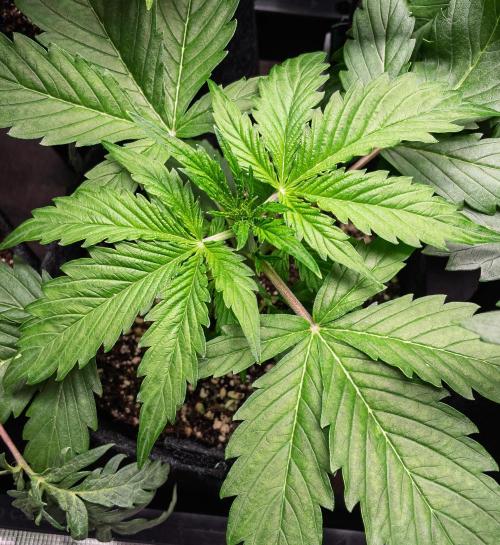 Zombie Kush Auto | 3L Coco Tray2Grow. Week 3 - D19