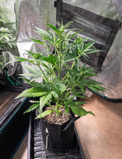 Radical Juice Auto | 4L Coco Tray2Grow. Week 5 - D30