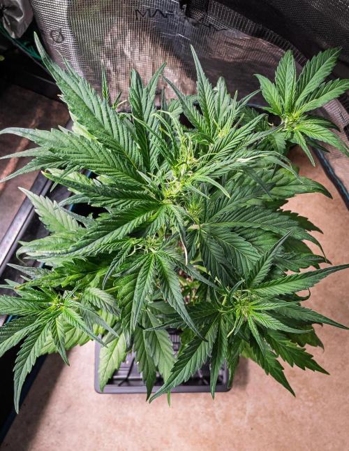 Radical Juice Auto | 4L Coco Tray2Grow. Week 5 - D30
