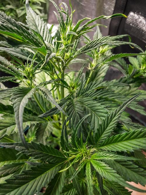 Radical Juice Auto | 4L Coco Tray2Grow. Week 5 - D30