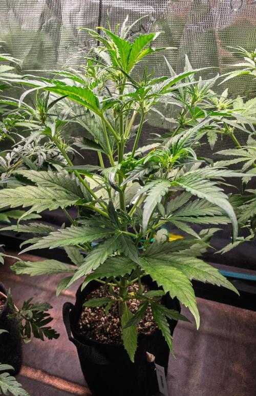 Radical Juice Auto | 4L Coco Tray2Grow. Week 5 - D30
