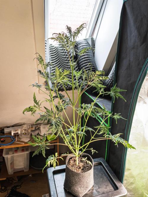 Frosty's Auto Freak | 2L Coco Tray2Grow. Week 7 - D43