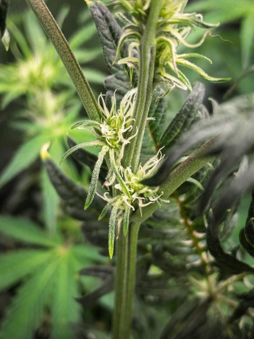 Frosty's Auto Freak | 2L Coco Tray2Grow. Week 7 - D44