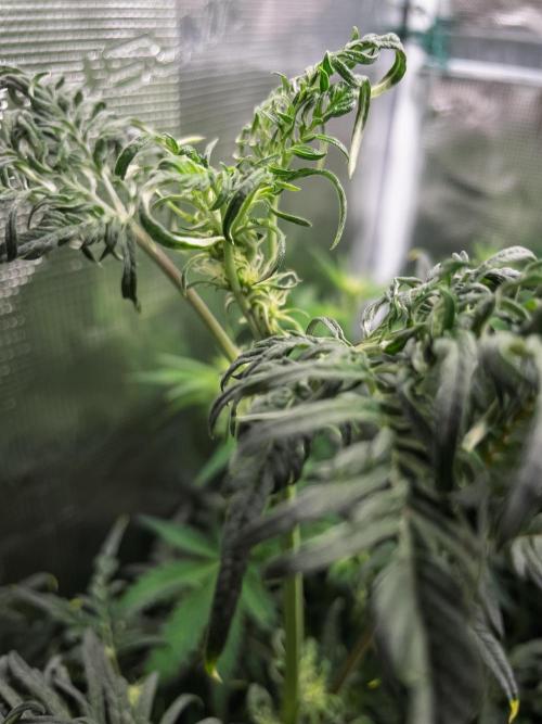 Grow Tent 120x60x180cm (4'x2'x6'). Week 7