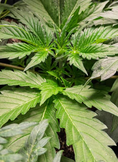 Zombie Kush Auto | 3L Coco Tray2Grow. Week 4 - D23