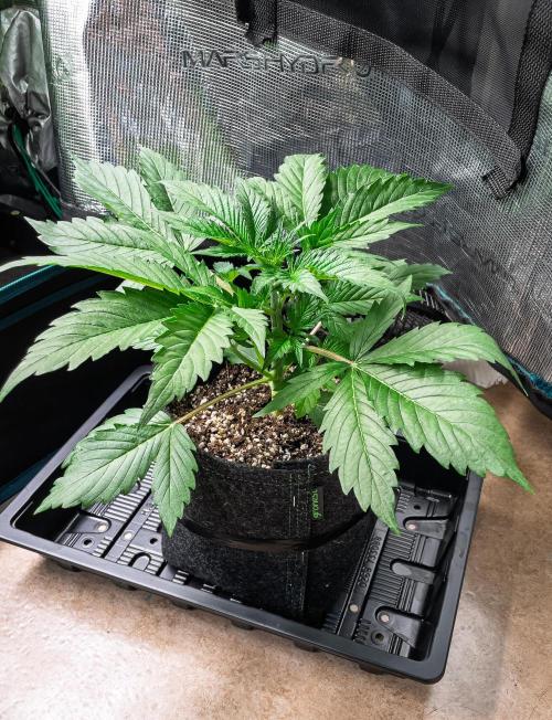 Zombie Kush Auto | 3L Coco Tray2Grow. Week 4 - D23