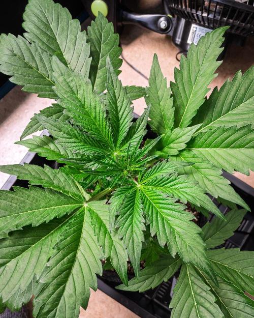 Zombie Kush Auto | 3L Coco Tray2Grow. Week 4 - D23
