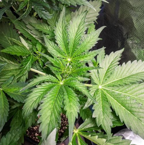 Zombie Kush Auto | 3L Coco Tray2Grow. Week 4 - D28