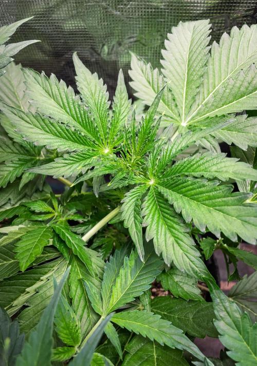 Zombie Kush Auto | 3L Coco Tray2Grow. Week 4 - D28