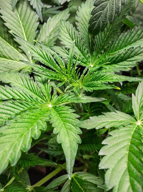 Zombie Kush Auto | 3L Coco Tray2Grow. Week 5 - D29
