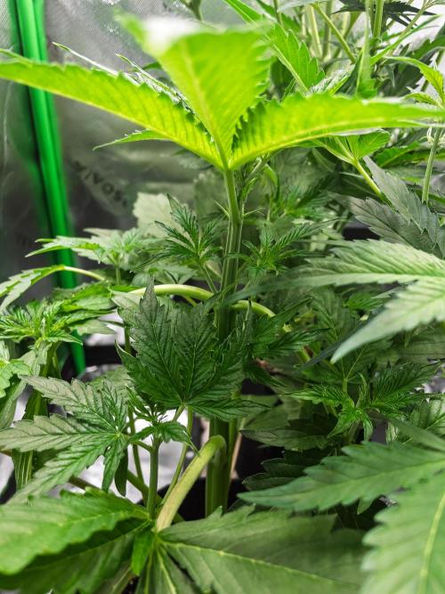 Zombie Kush Auto | 3L Coco Tray2Grow. Week 5 - D30