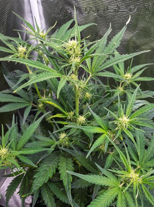 Radical Juice Auto | 4L Coco Tray2Grow. Week 6 - D35