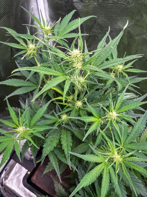 Radical Juice Auto | 4L Coco Tray2Grow. Week 6 - D35