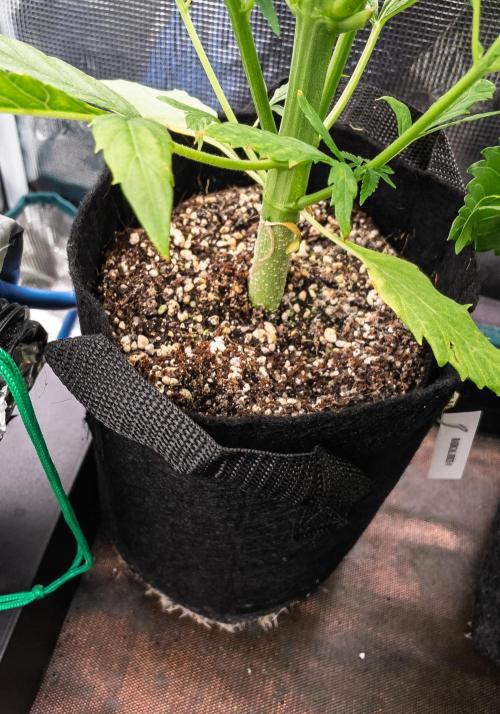 Radical Juice Auto | 4L Coco Tray2Grow. Week 6 - D35