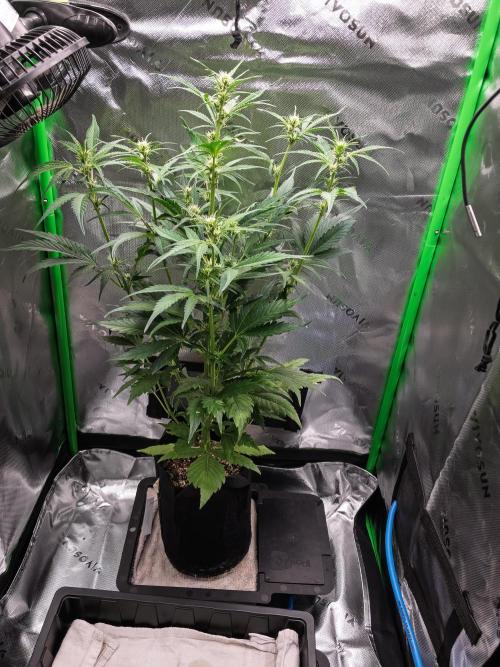 Radical Juice Auto | 4L Coco Tray2Grow. Week 6 - D37 New Home