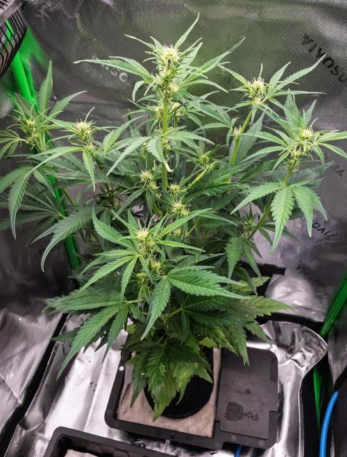 Radical Juice Auto | 4L Coco Tray2Grow. Week 6 - D37