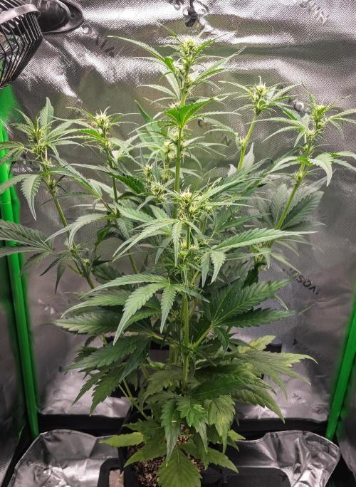 Radical Juice Auto | 4L Coco Tray2Grow. Week 6 - D37